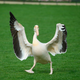 This Great White Pelican is statistically more likely to acknowledge eco-collapse than Ted Cruz.
